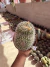 Cacto coração (Mammilaria nejapensis Bicéfala ) cod 2 vaso 15 - sjplantas
