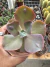 Echeveria Lilac Snow vaso 11