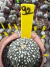 Astrophytum Asteria vaso 6 cod 92 na internet