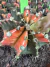 Gymnocalycium Variegata Matriz vaso 15 Cod 9 - comprar online