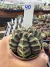 Gymnocalycium Híbrido Daydream vaso 6 Cod 40