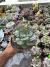 Echeveria Pagoda vaso 12 na internet