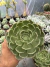 Echeveria Brown Rose vaso 11