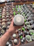 Cacto Brasilicactus vaso 12 - sjplantas