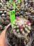 Mammilaria Arizona Cv S. Flor rosa vaso 9 cod 13 - comprar online