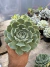 Echeveria Laguna Sanches vaso 11 - comprar online