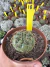 Matucana aureiflora vaso 11 cod 18 - comprar online