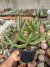 Euphorbia Enopla vaso 14 Cod 4 na internet