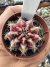 Gymnocalycium Híbrido Daydream vaso 6 Cod 8