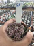 Gymnocalycium T- Lux vaso 6 cod 21
