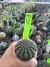 Gymnocalycium Thornless Vaso 6 Cod 21