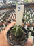Astrophytum Fukuryu 3 vaso 7