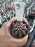 Gymnocalycium T- Lux vaso 7 cod 3 - comprar online