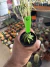 Astrophytum Fukuryu vaso 7 Cod 6 - comprar online