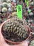 Gymnocalycium Mihanovichii Cristata vaso 9 cod 9 na internet