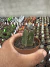 Echinocactus ingens Exertado vaso 7 - comprar online