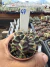 Gymnocalycium Híbrido Daydream vaso 6 Cod 47