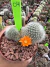 Rebutia Muscula vaso 11 cod 4 - comprar online