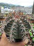 Melocactus Matanzanus (Cubano) vaso 13 na internet