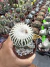 Notocactus scopa cv. inermis (enxerto - vaso 11 ) Cod 9