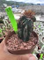 Cereus peruvianus monstruosus vaso 11 cod 13