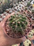 Echinopsis oxygona vaso 11