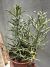 Euphorbia stenoclada Vaso 15 - comprar online