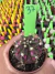 Gymnocalycium T- Lux vaso 6 cod 37 - comprar online