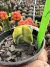 Astrophytum Variegata vaso 7 Cod 12 - comprar online