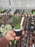 Sulcorebutia Rauschii Exertada vaso 12 Cod 1 - comprar online