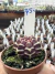 Gymnocalycium Híbrido Daydream vaso 6 Cod 75 - comprar online