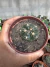 Gymnocalycium Denudatum vaso 11