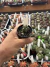 Astrophytum Kikko Vaso 7 Cod 4 - comprar online