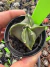 Astrophytum quadricostatum Vaso 7 cod 8