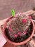 Mammilaria Bocasana cuia 16 B3 - comprar online
