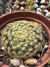 Mammilaria Schiedeana vaso 9 - comprar online
