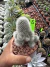 Rebutia Muscula vaso 11 Cod 5 na internet