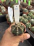 Gymnocalycium T- Rex vaso 6 cod 69 na internet