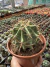 Ferocactus Horridus vaso 15 - sjplantas