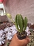 Stapelia Gigatea Amarela vaso 7 - loja online