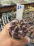 Gymnocalycium Híbrido Daydream vaso 6 Cod 11