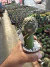 Copiapoa chileno exertado vaso 9 cod 10 - comprar online