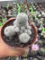 Rebutia pygmaea vaso 9 - comprar online