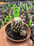 Mammillaria Gracilis Oruga vaso 7 cod 13 - comprar online