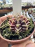 Gymnocalycium Híbrido Daydream vaso 6 Cod 59 - comprar online