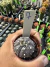 Astrophytum asteria Purple vaso 6 Cod 7