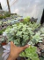 Crassula Perforata vaso 11