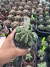 Euphorbia Fruticosa inermis vaso 9 Cod 7 - comprar online