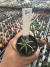 Astrophytum Nudum 7 quinas vaso 7 Cod 2