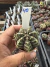 Gymnocalycium Híbrido Daydream vaso 6 Cod 40 - comprar online